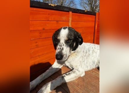 Toller Familienhund Adam sucht seine Familie