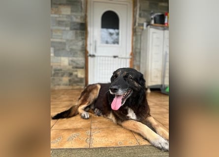 Liebevolle Hunde-Omi Funny