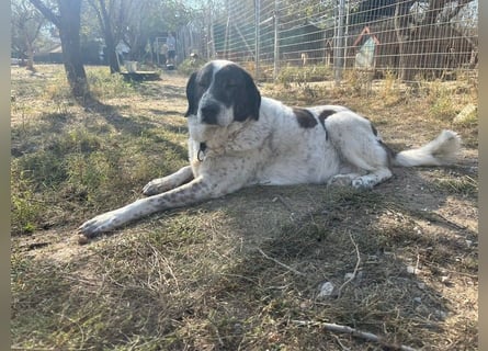 Treuer Hundesenior Tim