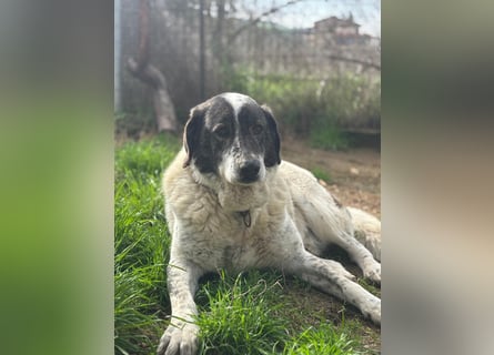 Treuer Hundesenior Tim möchte endlich ankommen