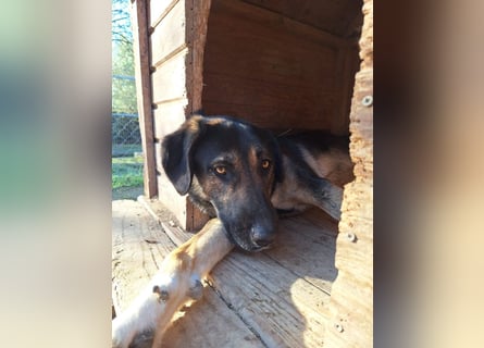 Pepita - Traumhündin sucht ihr Zuhause