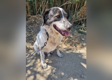 Treuer Hundesenior Tim