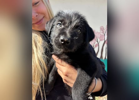 Zuckersüßer Welpe Jiji sucht sein Zuhause