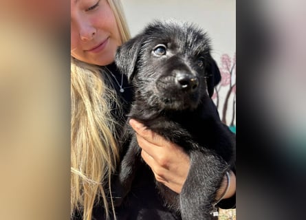 Zuckersüßer Welpe Jiji sucht sein Zuhause