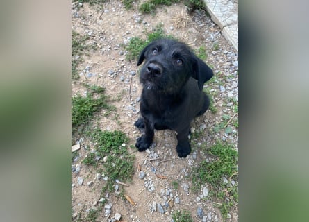 Zuckersüßer Welpe Jiji sucht sein Zuhause