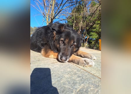 Liebevolle Hunde-Omi Funny