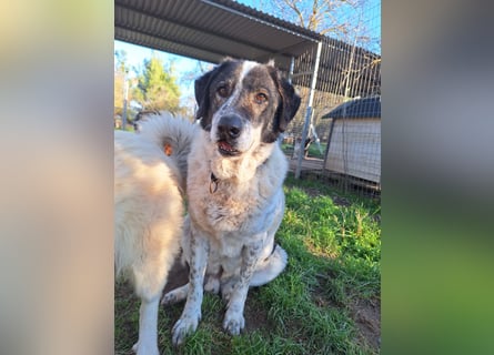 Treuer Hundesenior Tim möchte endlich ankommen