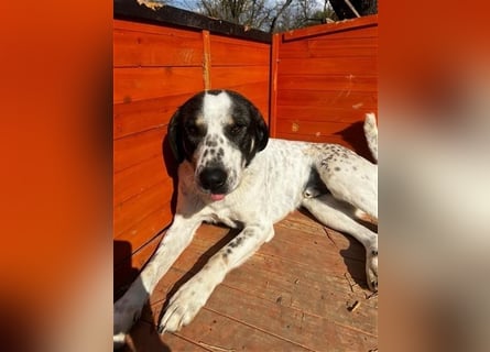 Toller Familienhund Adam sucht seine Familie