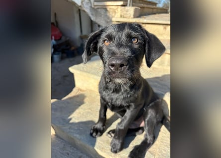 Zuckersüßer Welpe Jiji sucht sein Zuhause