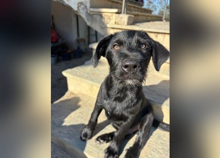 Zuckersüßer Welpe Jiji sucht sein Zuhause