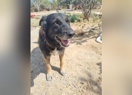 Liebevolle Hunde-Omi Funny