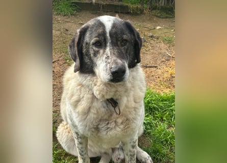Treuer Hundesenior Tim möchte endlich ankommen