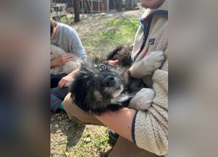 Niedlicher Welpe Nero