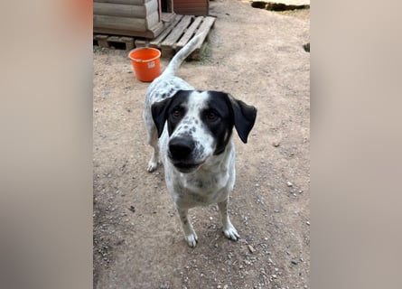 Toller Familienhund Adam sucht seine Familie