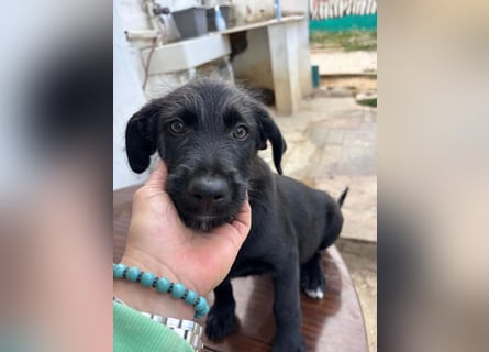 Zuckersüßer Welpe Jiji sucht sein Zuhause