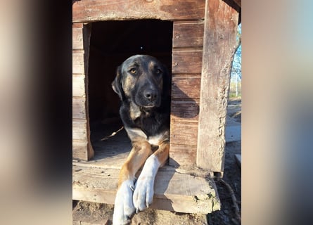 Pepita - Traumhündin sucht ihr Zuhause
