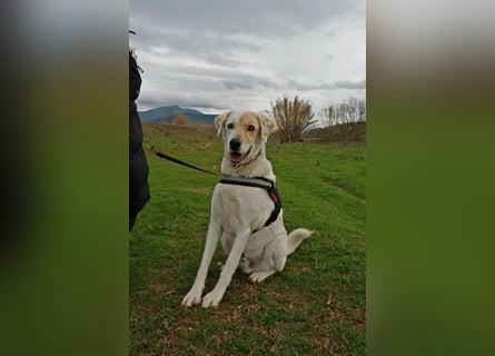 Treuer Gefährte Piratis