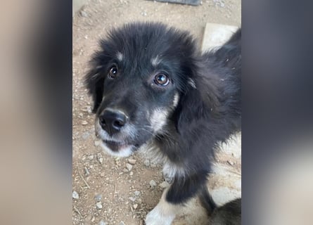 Niedlicher Welpe Nero