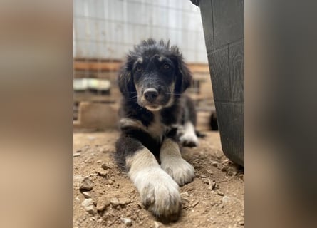 Niedlicher Welpe Nero