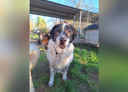 Treuer Hundesenior Tim möchte endlich ankommen