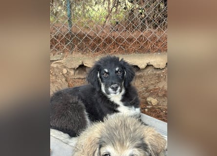 Niedlicher Welpe Nero