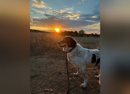 Treuer Hundesenior Tim