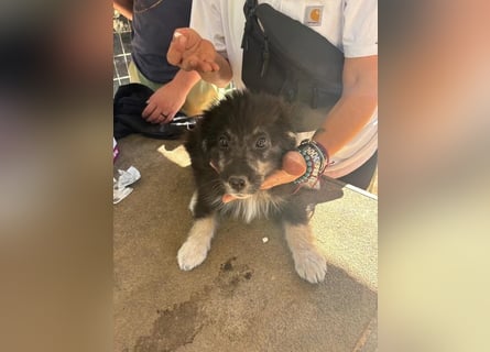 Niedlicher Welpe Nero