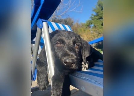 Zuckersüßer Welpe Jiji sucht sein Zuhause