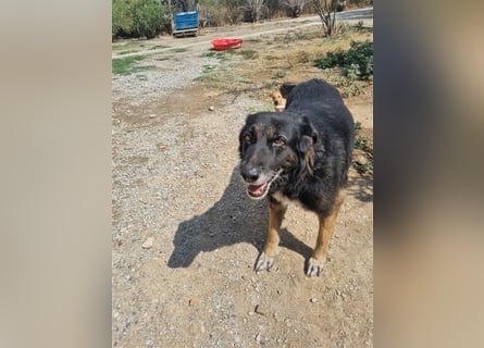 Liebevolle Hunde-Omi Funny