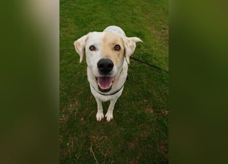 Treuer Gefährte Piratis