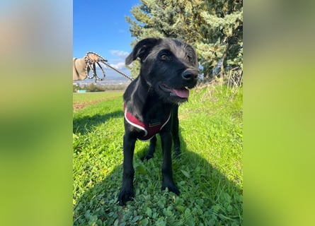 Zuckersüßer Welpe Jiji sucht sein Zuhause