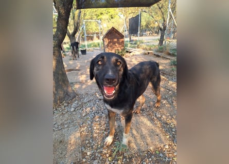 Pepita - Traumhündin sucht ihr Zuhause