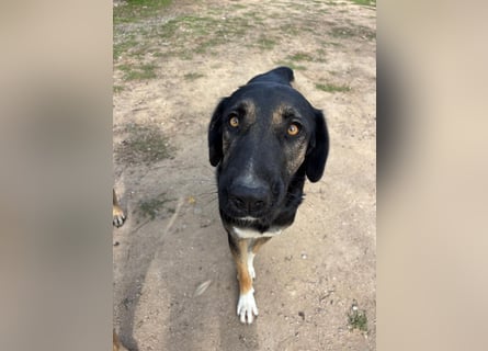 Pepita - Traumhündin sucht ihr Zuhause