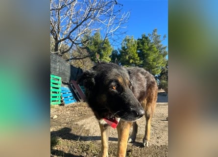 Liebevolle Hunde-Omi Funny