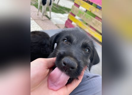 Zuckersüßer Welpe Jiji sucht sein Zuhause