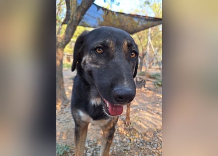 Pepita - Traumhündin sucht ihr Zuhause