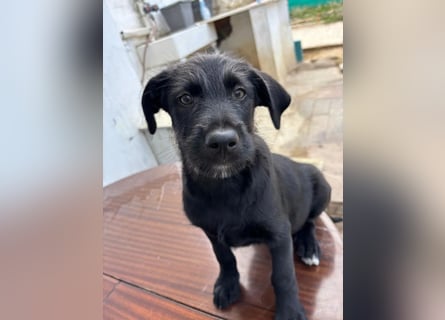 Zuckersüßer Welpe Jiji sucht sein Zuhause