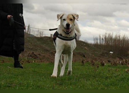 Treuer Gefährte Piratis