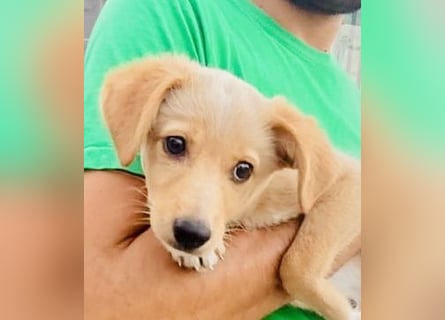 Saretta – wer setzt ein Hunde-Baby einfach im Wald aus?