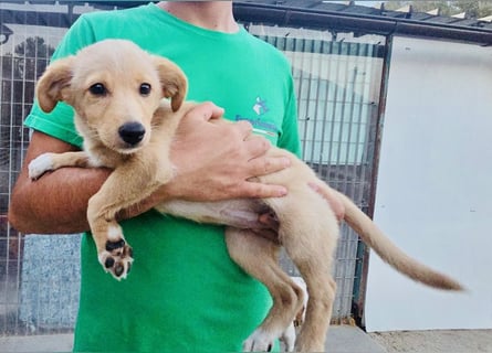 Saretta – wer setzt ein Hunde-Baby einfach im Wald aus?