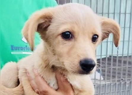 Saretta – wer setzt ein Hunde-Baby einfach im Wald aus?