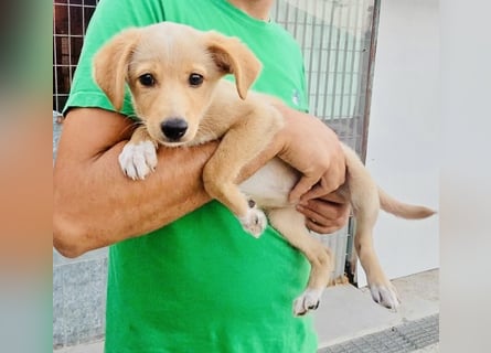 Saretta – wer setzt ein Hunde-Baby einfach im Wald aus?