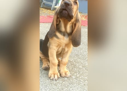 Bloodhound Welpen FCI