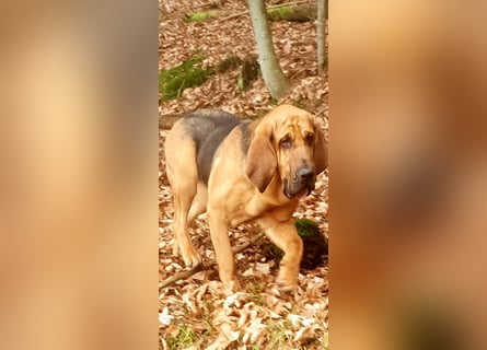 Bloodhound Welpen FCI