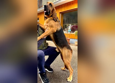 Bloodhound Welpen FCI