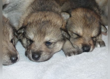 Sandros Leisha Dog Welpen (Wolfsschäferhund)