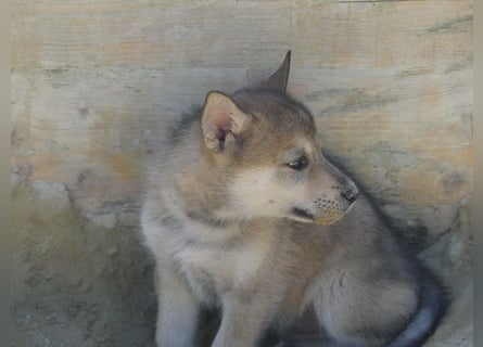 Sandros Leisha Dog Welpen (Wolfsschäferhund)