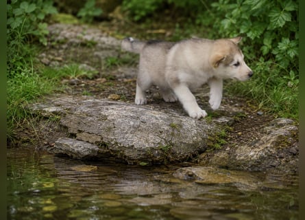 Welpen - Sandros Leisha Dog (Wolfsschäferhund) robust und natürlich