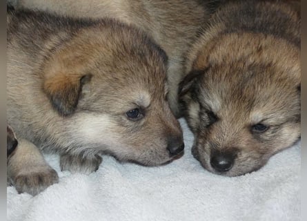 Sandros Leisha Dog Welpen (Wolfsschäferhund)