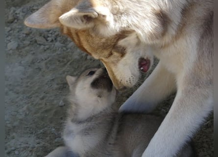 Sandros Leisha Dog Welpen (Wolfsschäferhund)